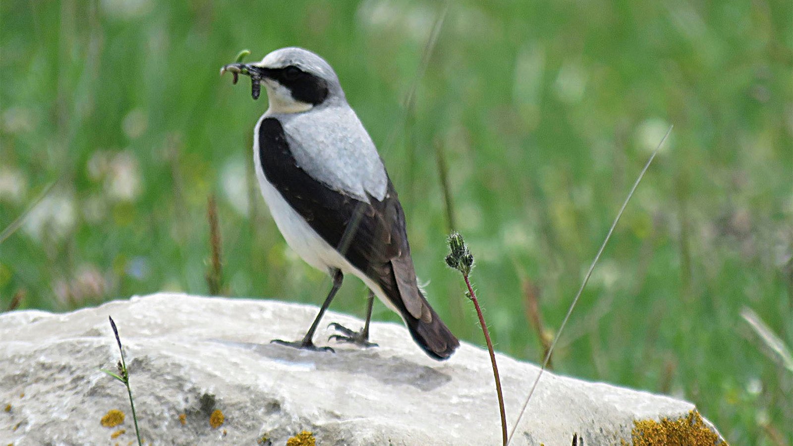 Northern wheatear