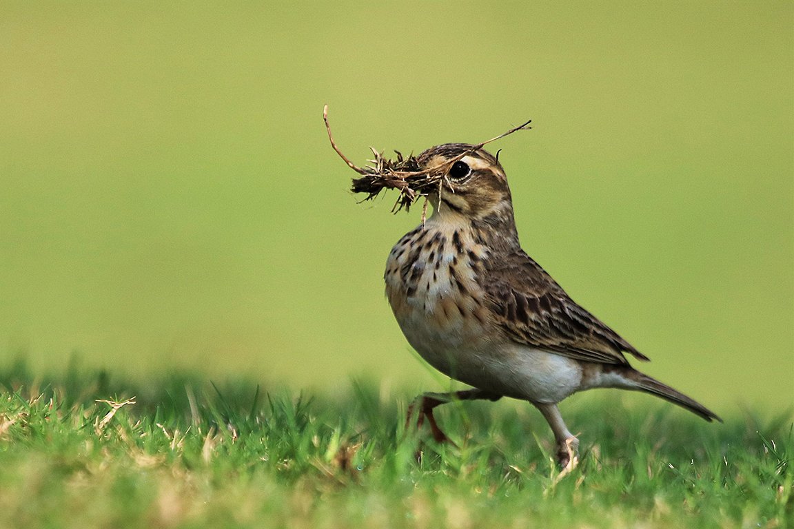 Paddyfield Pipit Hua Hin Thailand