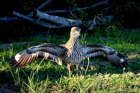 Spotted Dikkop Leisure Island South Africa