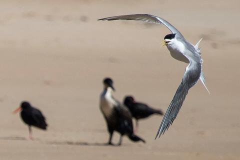 Greater Crested Tern Goukamma River Estuary South Africa