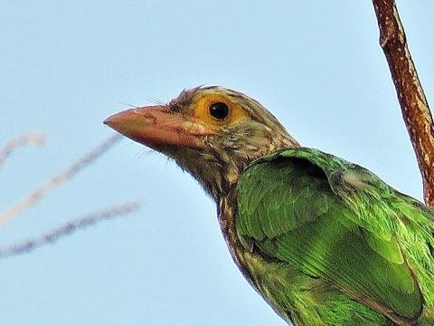 Lineated Barbet Bali Indonesia