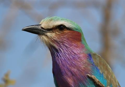 Lilac-breasted Roller Kruger South Africa