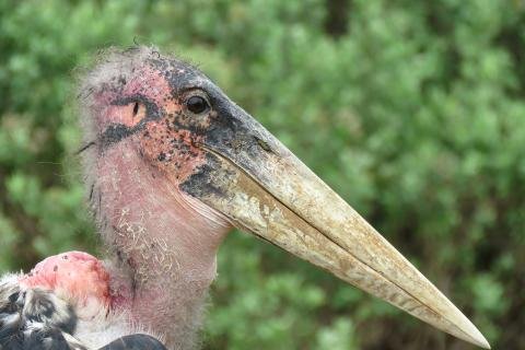 Marabou Stork Uganda