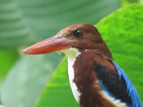 White-throated Kingfisher