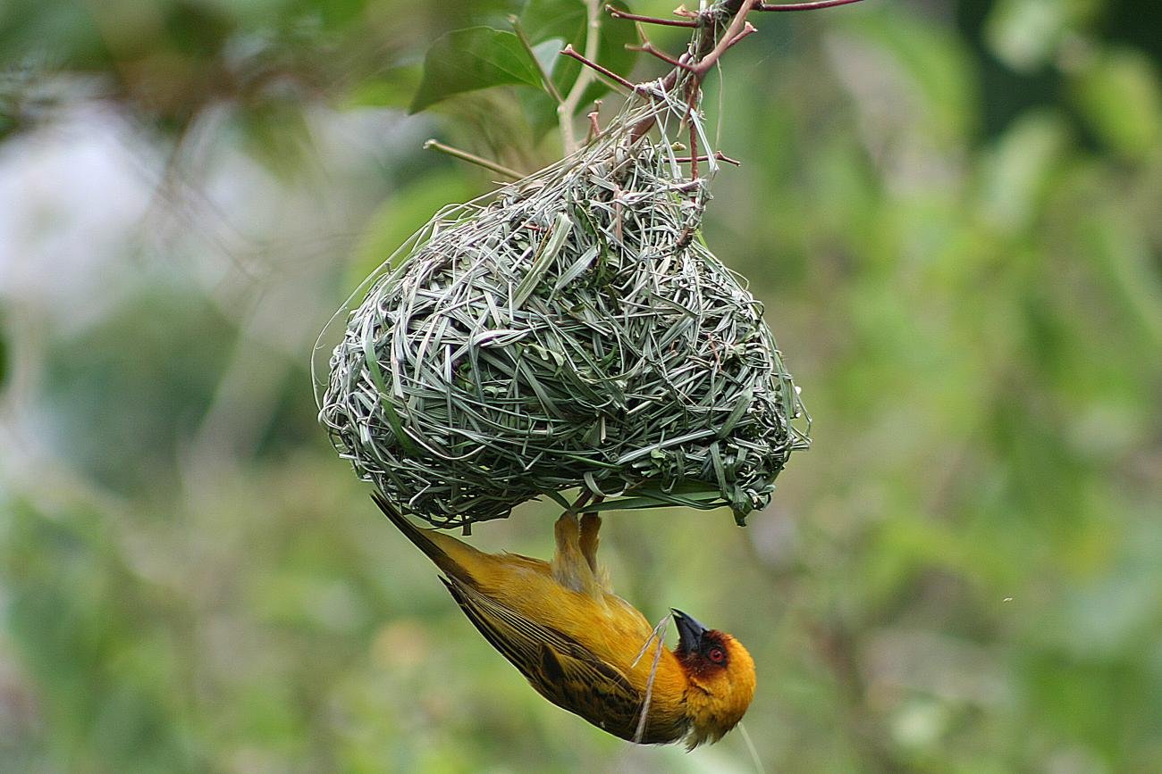 Ruppell's Weaver Rift Valley, Ethiopia