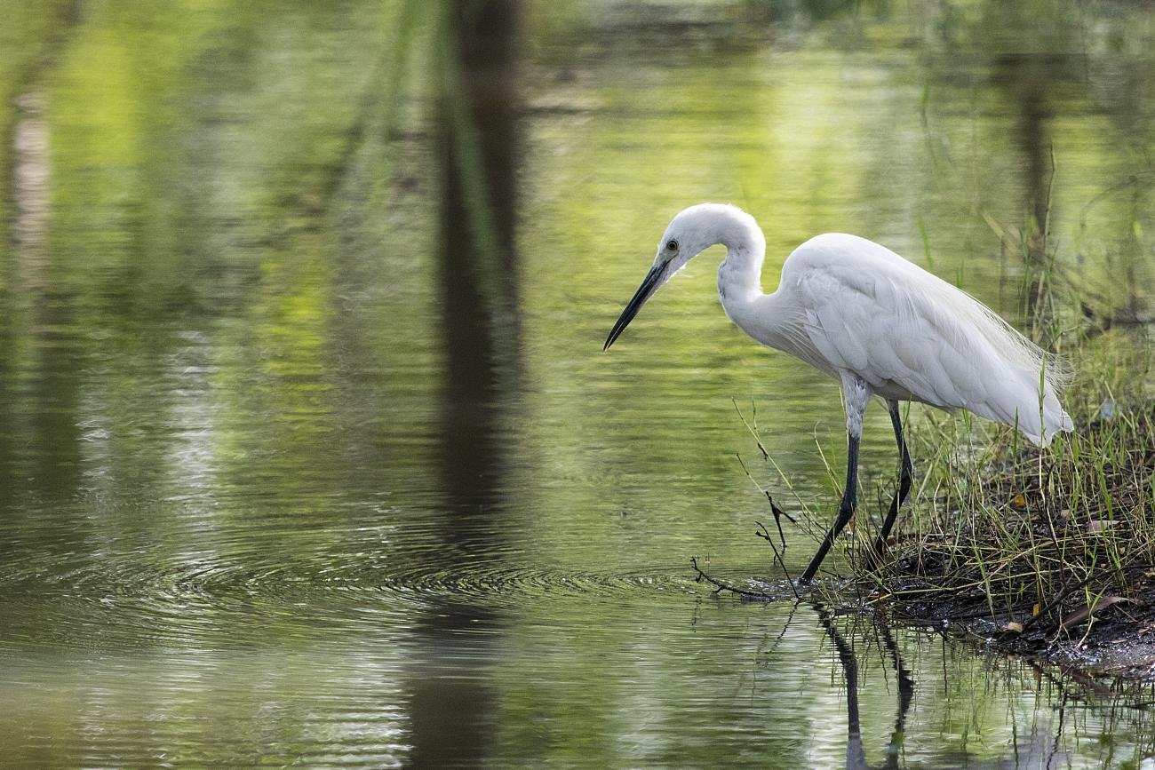 Lesser egret  Suan Rot Fai, Bangkok, Thailand