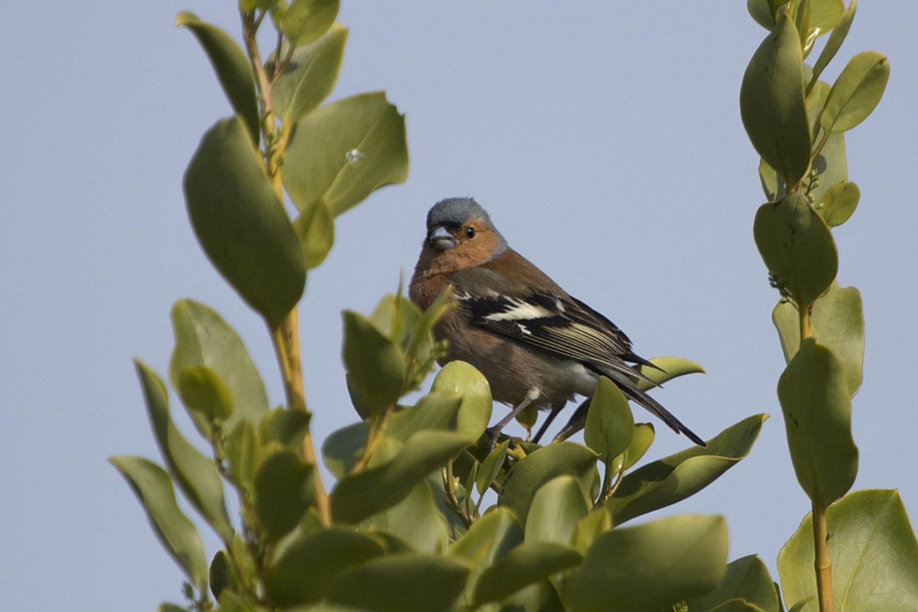 Chaffinch Coleton Fishacre, South Devon, UK