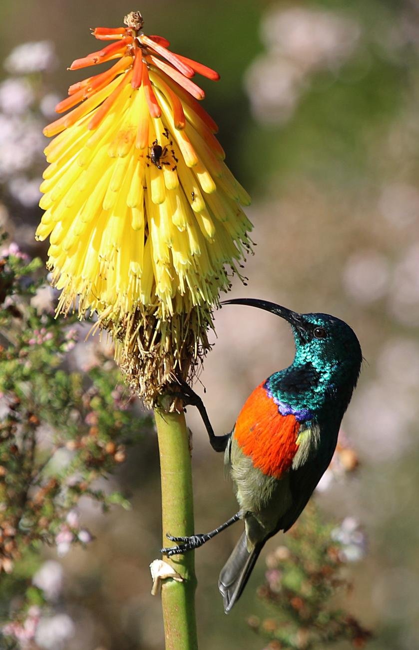 Greater double-collared sunbird