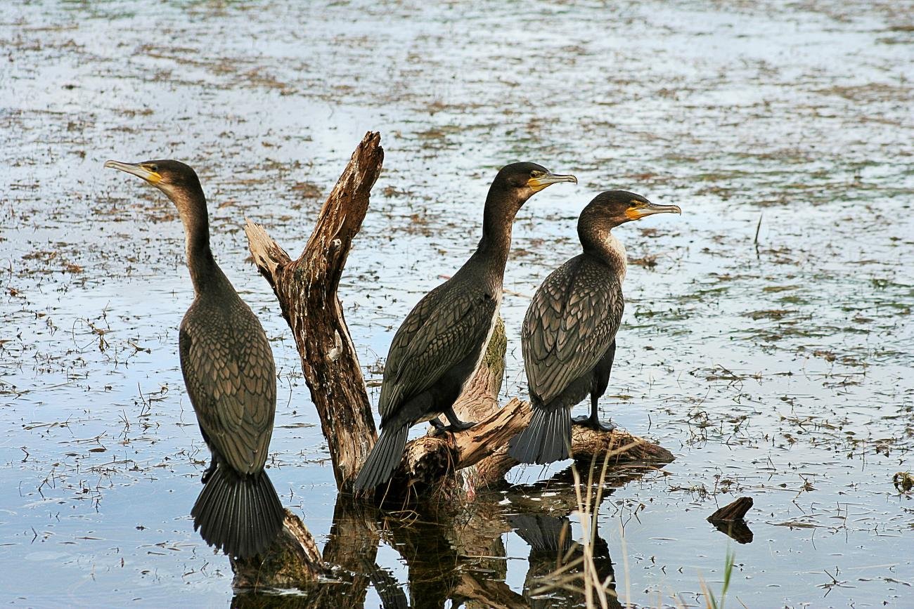 White-breasted cormorant Bo-Langvlei, Wilderness, Western Cape