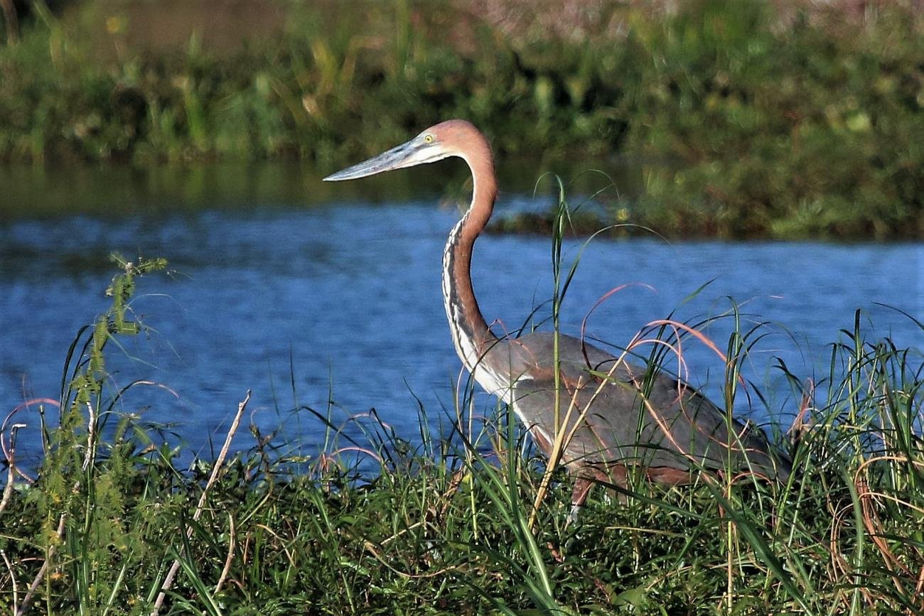 Goliath Heron Msuna Island Zimbabwe