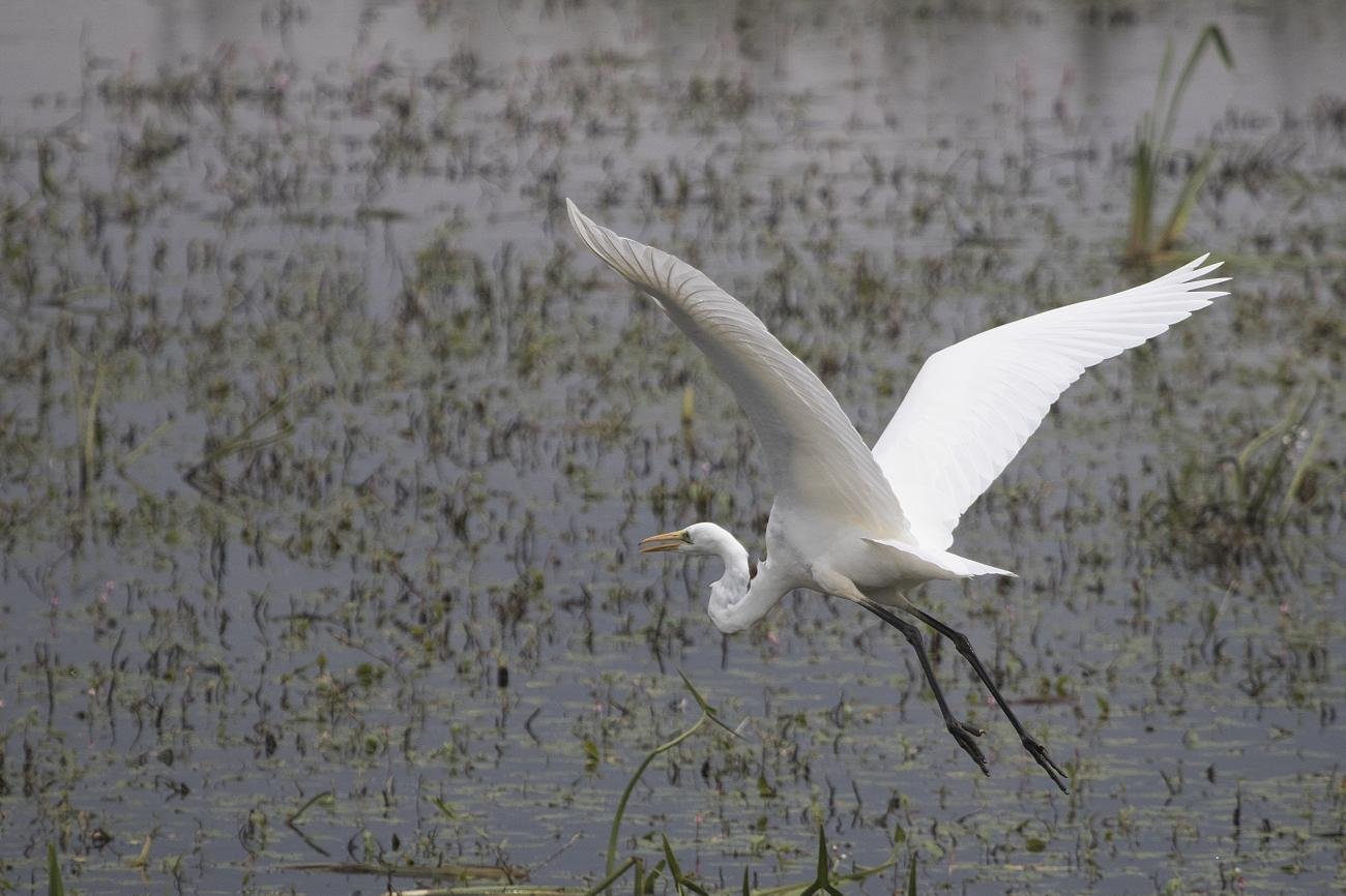Great Egret Somerset Levels UK