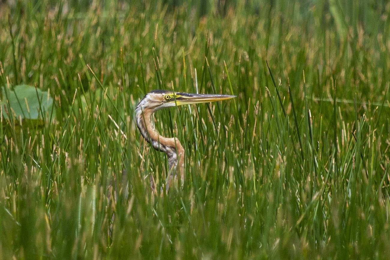 Purple Heron Khao Sam Roi Yot National Park Thailand