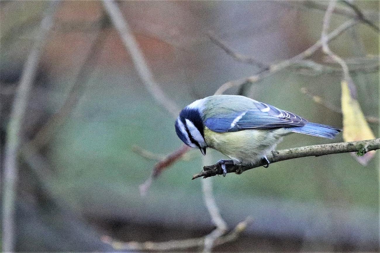 Blue Tit Manchester UK