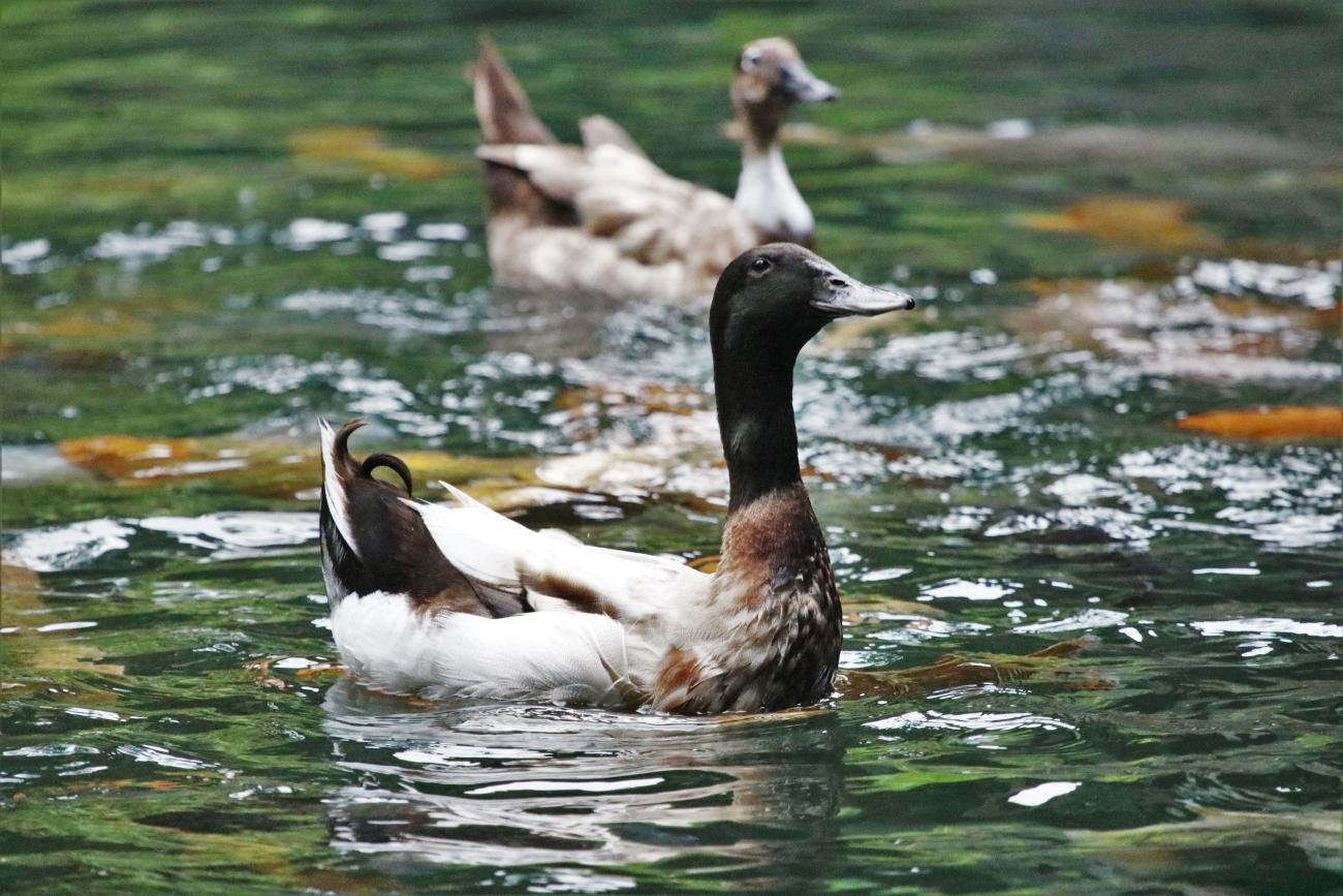 Hybrid Duck Bali Indonesia