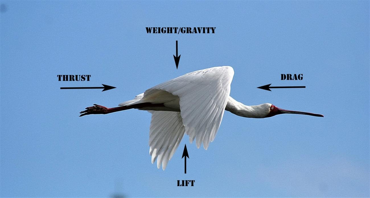 African spoonbill  Knysna, Western Cape