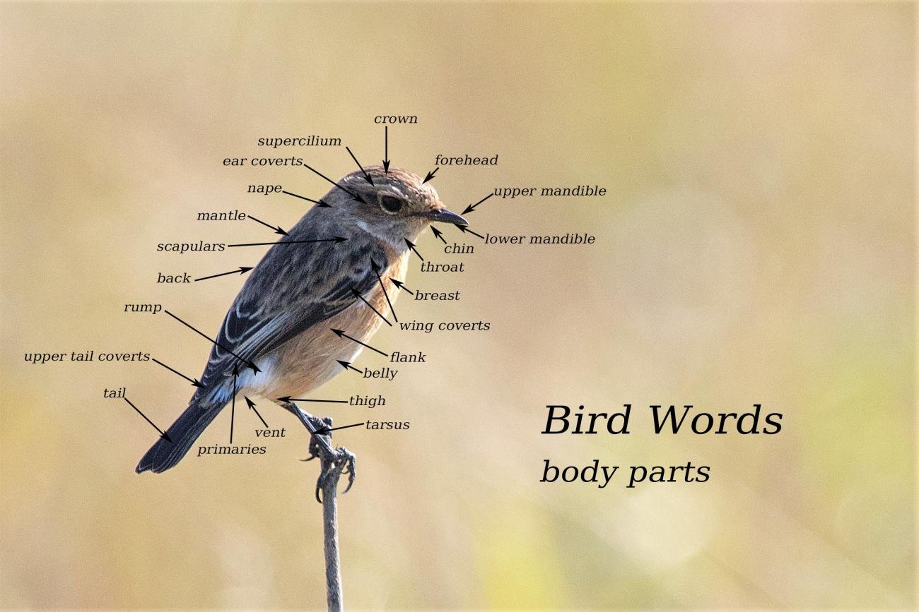 African Stonechat St Lucia Wetlands, SA body parts