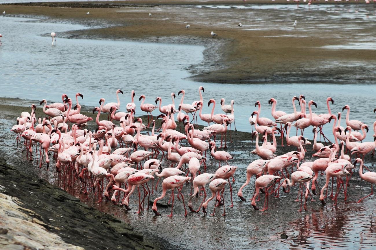 Lesser Flamingo  Walvis Bay Namibia