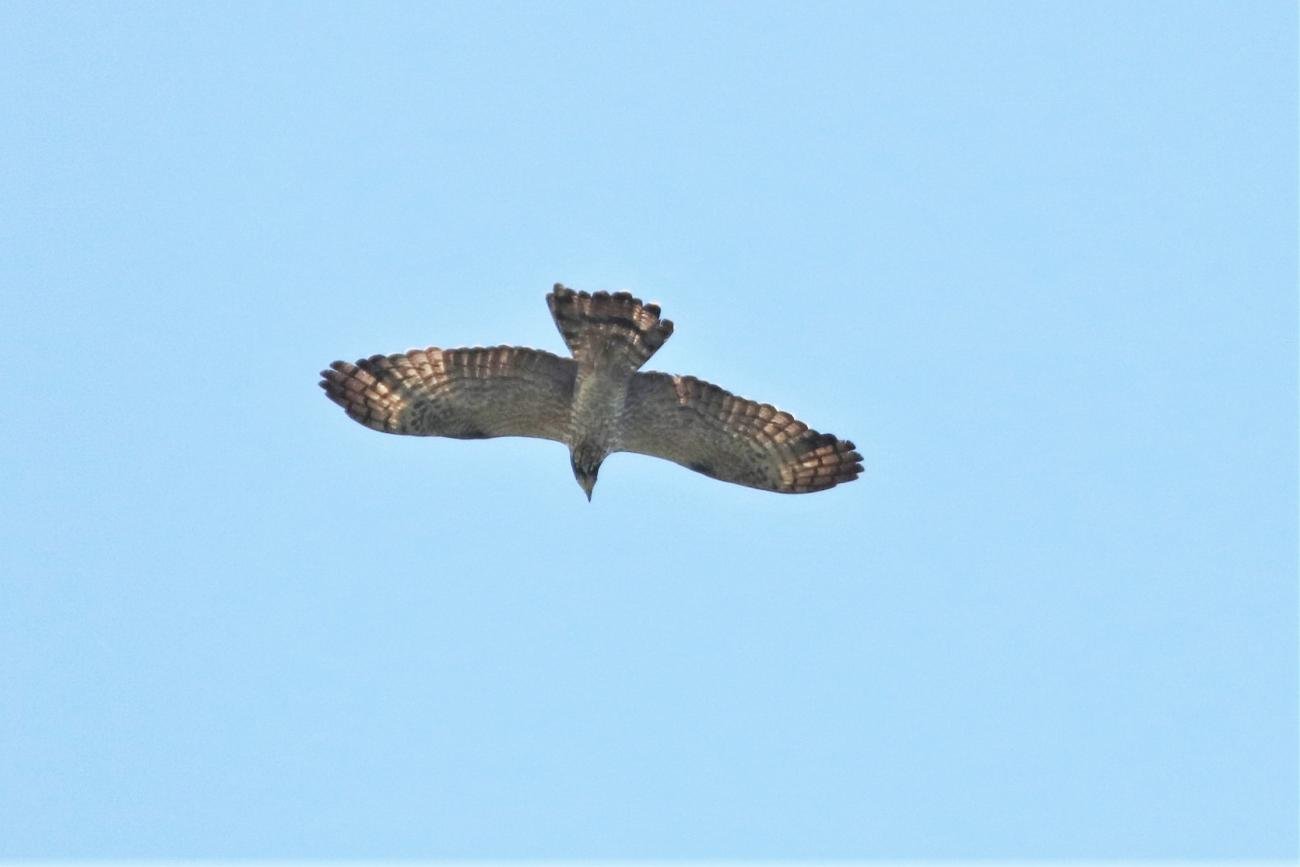 Crested Serpent Eagle Bali Indonesia