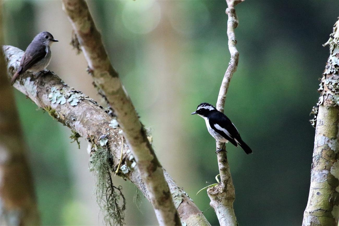 Little Pied Flycatcher Bali Indonesia