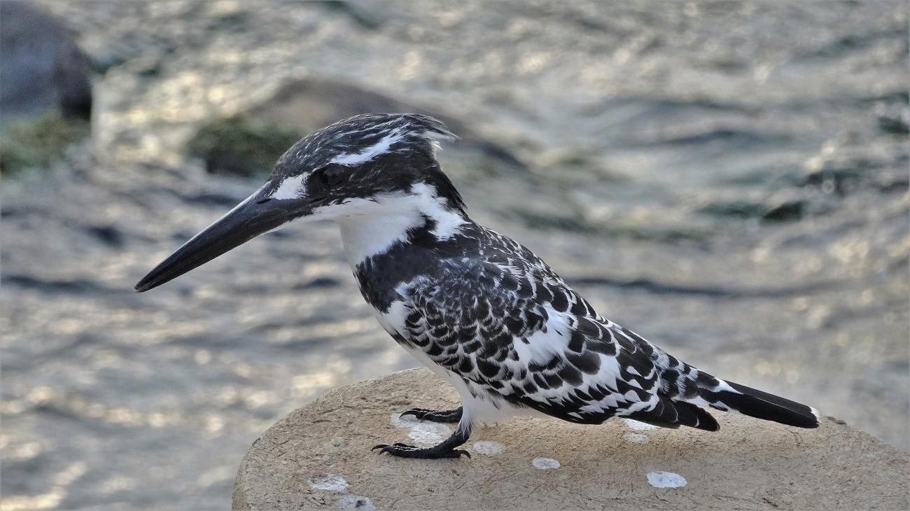 Pied Kingfisher Kruger National Park South Africa