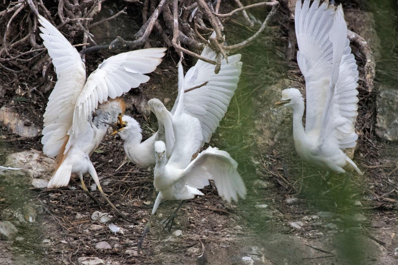 Yellow-billed Egret Thesen Island South Africa