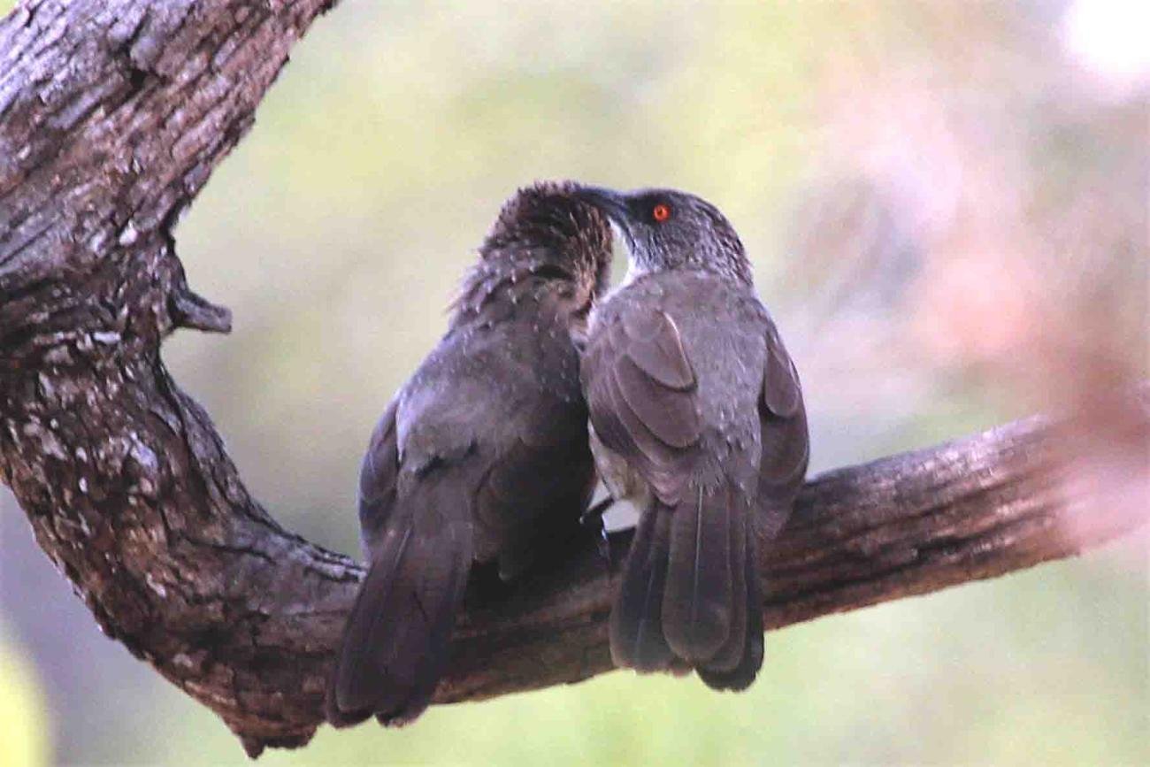 Arrow-marked Babbler Kruger South Africa