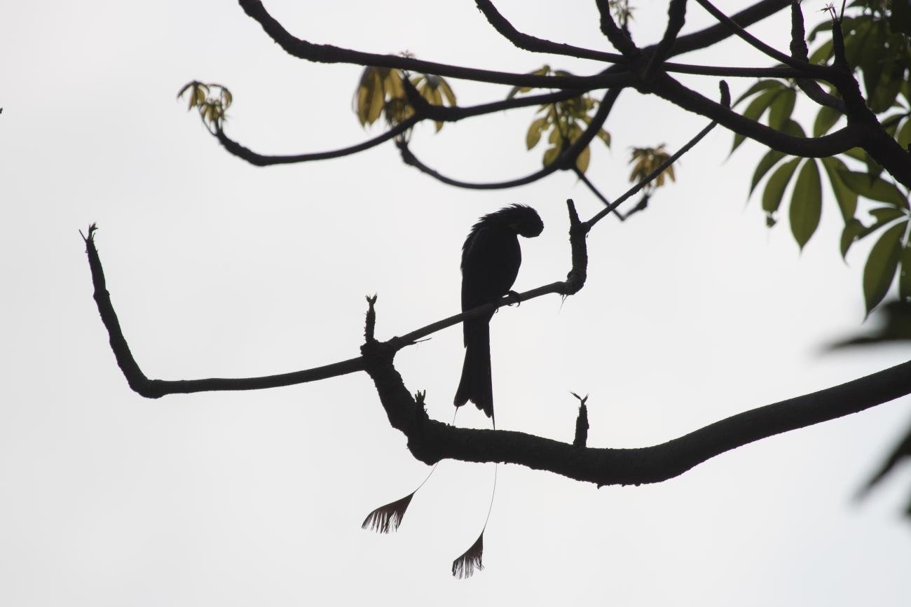 Racket-tailed drongo Koh Samet Thailand
