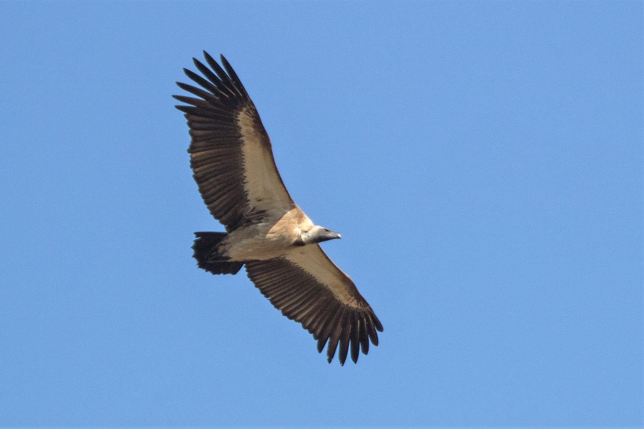White-backed Vulture hluhluwe KZN South Africa