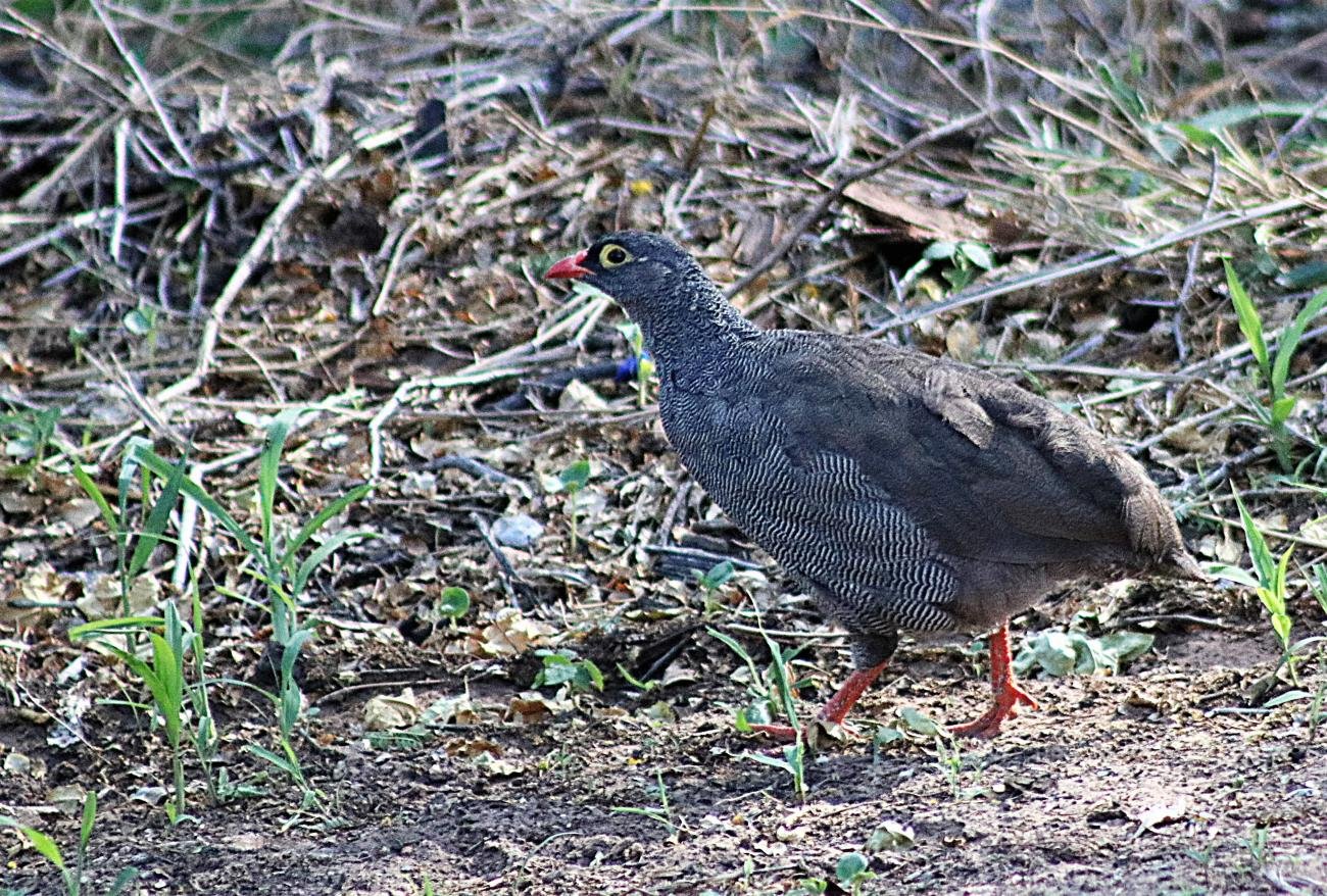 Red-billed Francolin Etosha Namibia