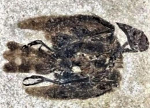 Passerine Fossil  Wyoming USA