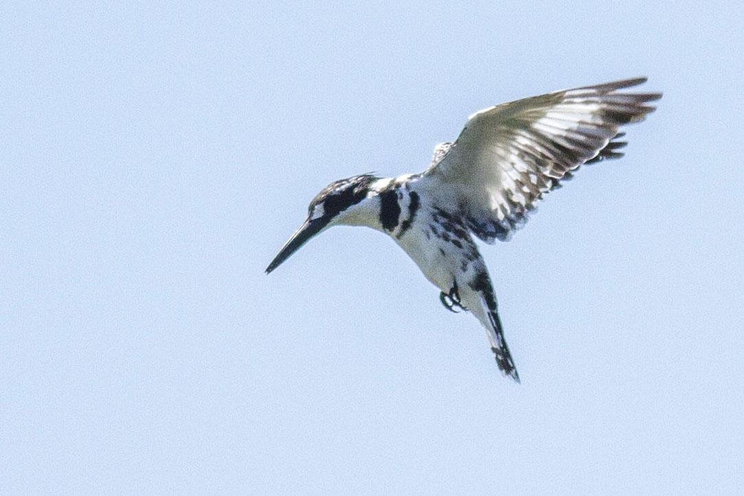 Pied Kingfisher Leisure Island South Africa