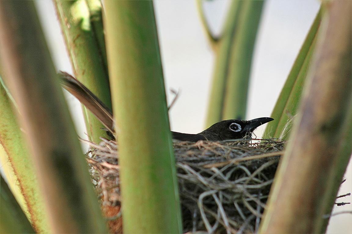 Cape Bulbul Leisure Island South Africa