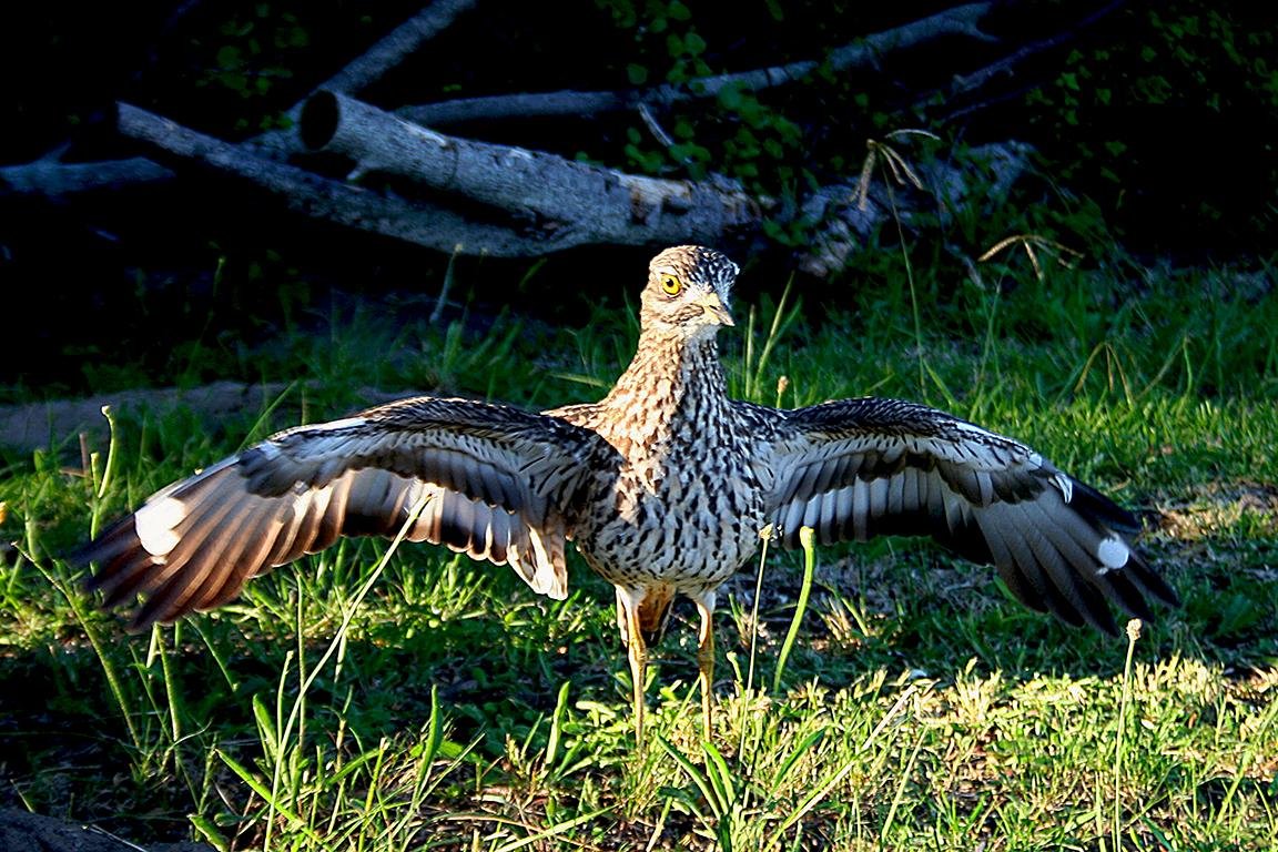 Spotted Dikkop Leisure Island South Africa