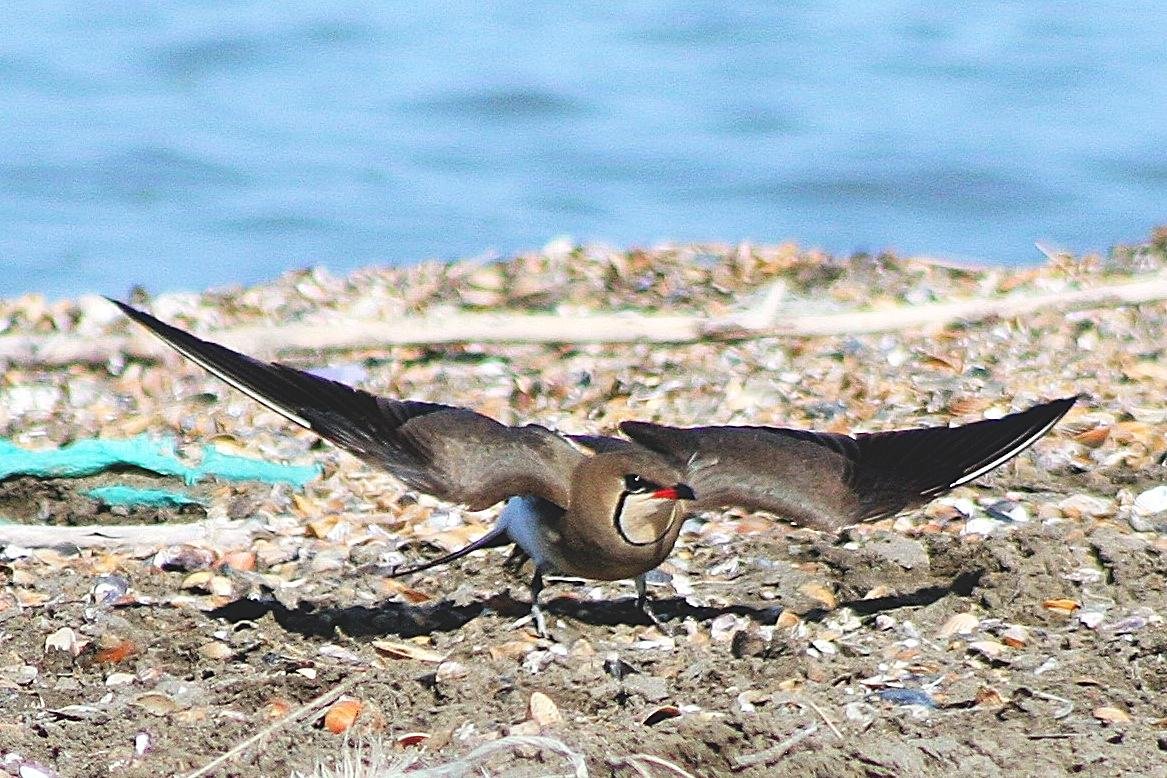 Collared Pratincole  Baku Azerbaijan