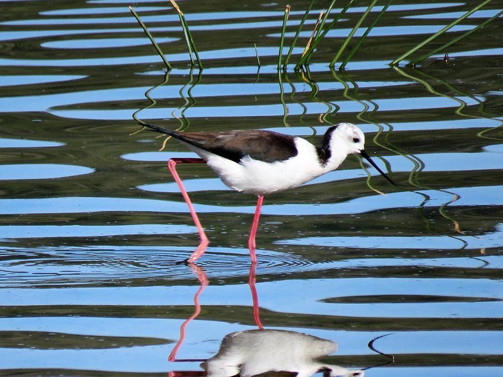 Black-winged Stilt  Knysna South Africa