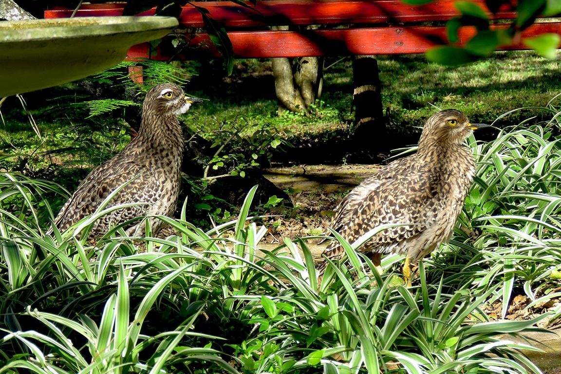 Spotted Dikkop Leisure Island South Africa