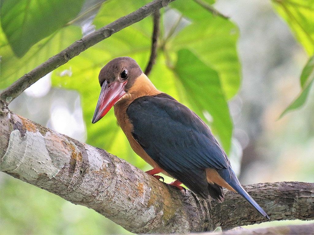 Stork-billed Kingfisher Singapore Botanic Gardens