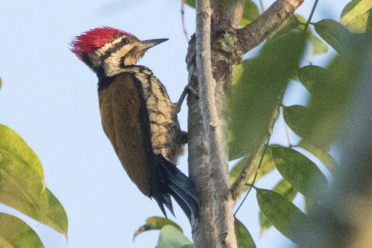 Common Flameback Phetchaburi Province Thailand