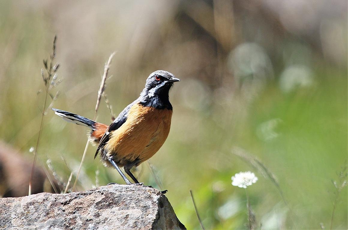 Orange-breasted Rock Jumper Drakensberg South Africa