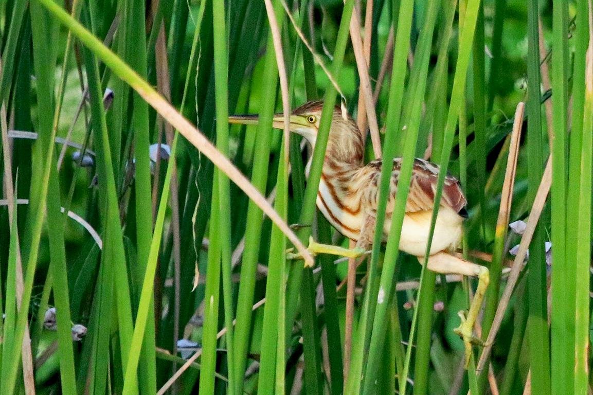 Yellow Bittern Phetchaburi Province Thailand