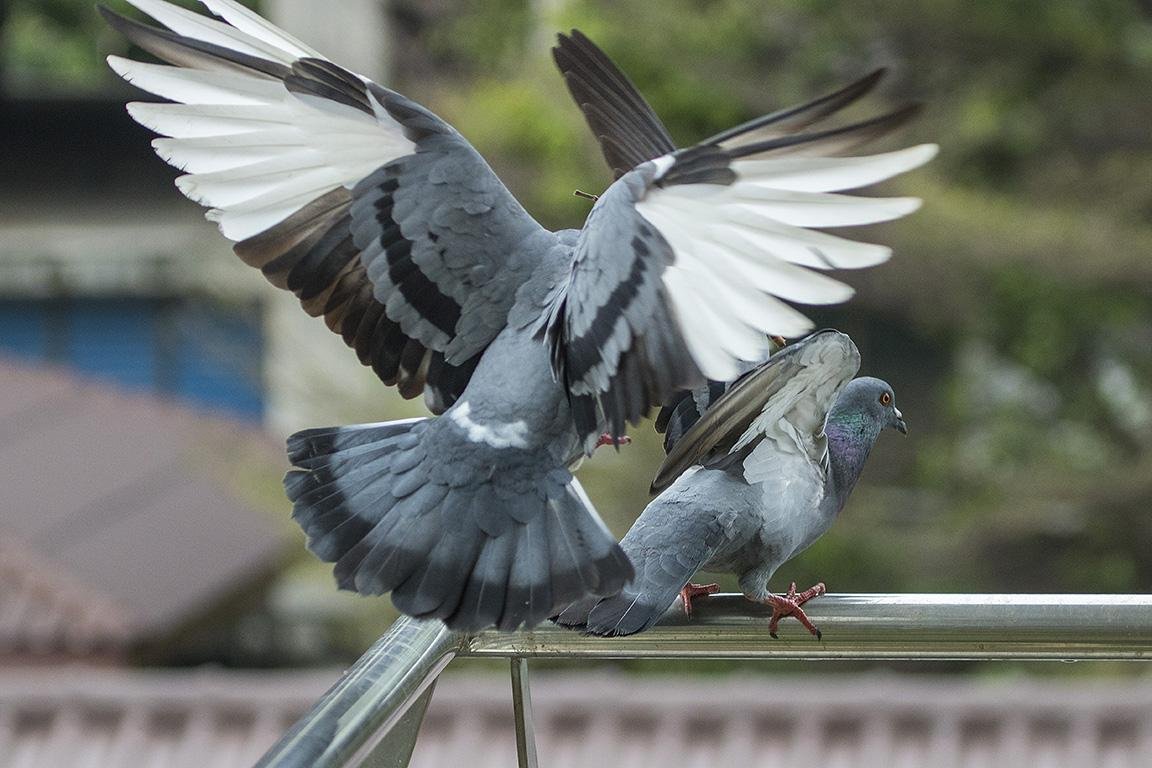 Feral Pigeon Bangkok Thailand