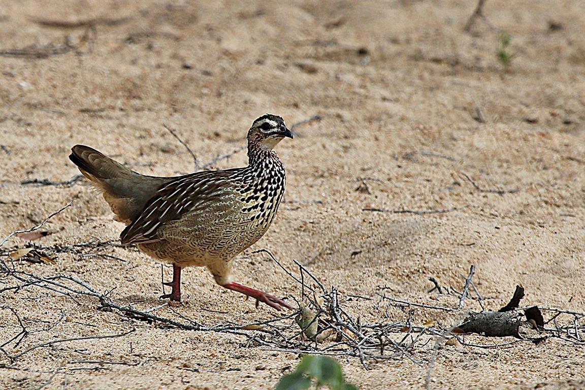 Crested Francolin  Kruger South Africa