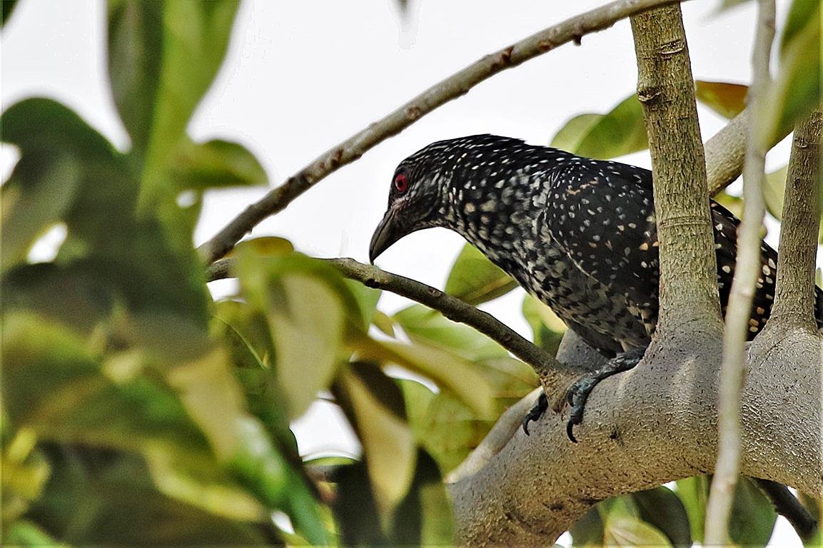 Asian Koel Female Penang Malaysia