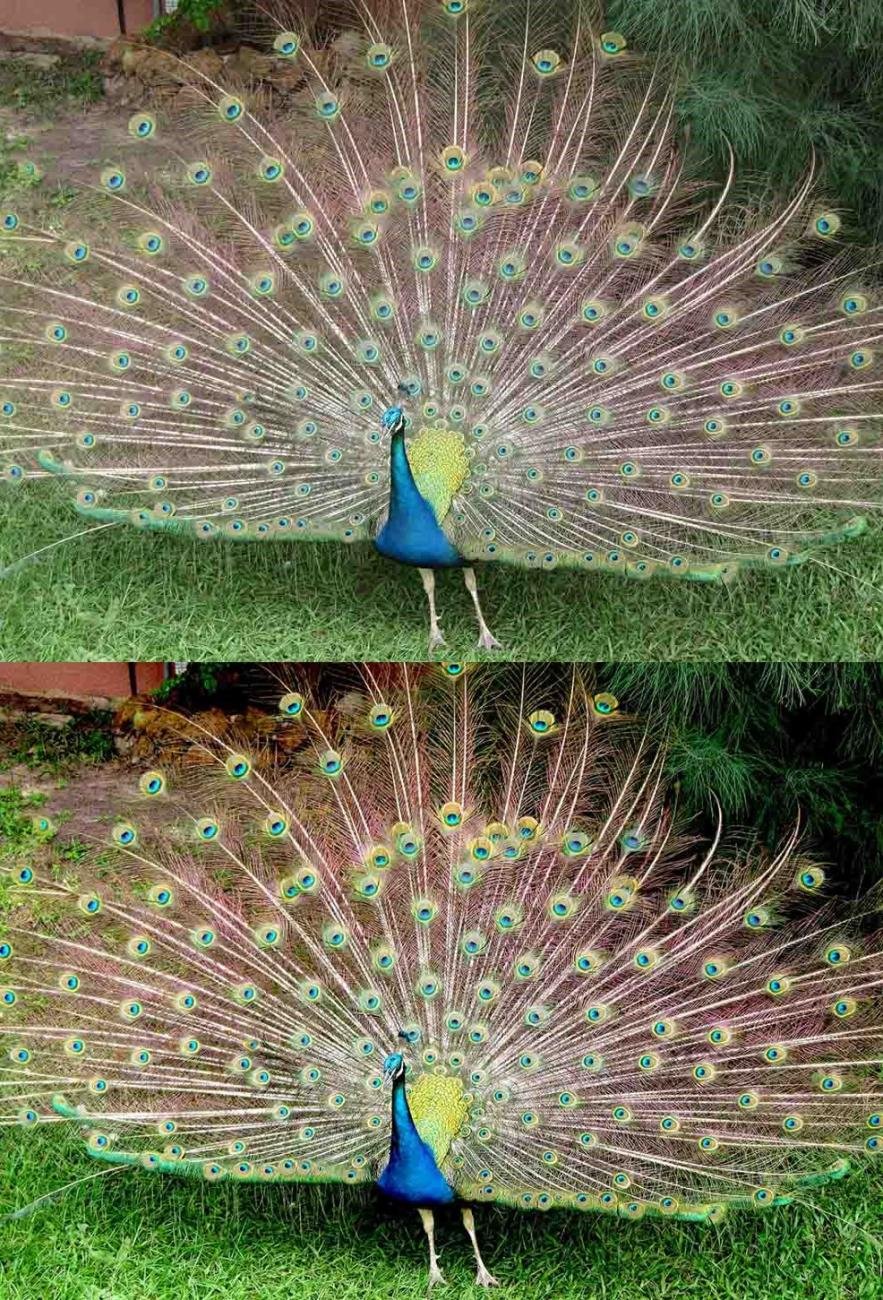 Peafowl  The Gambia