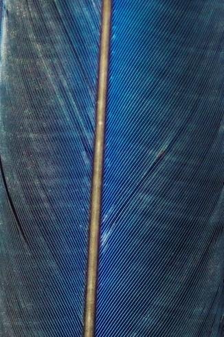 Vane Feather