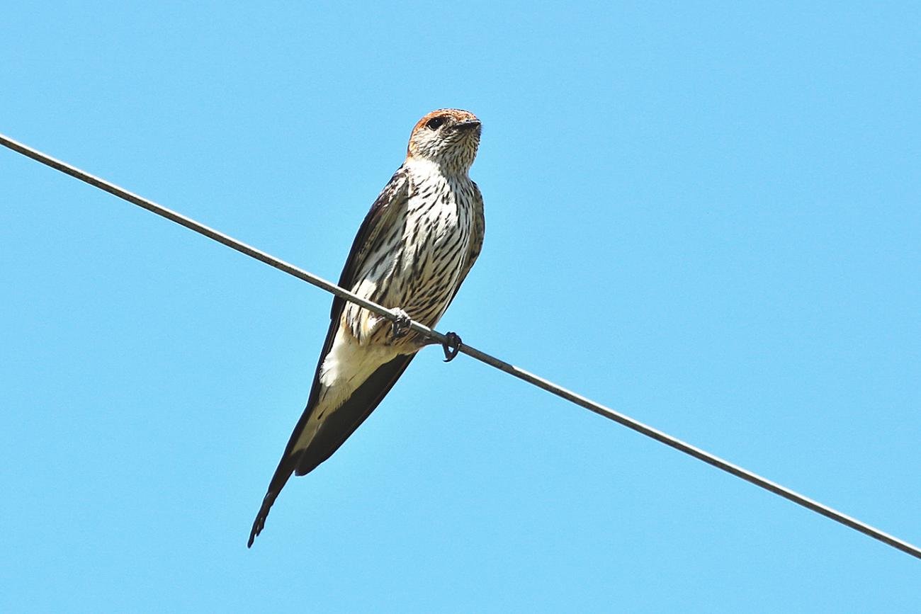 Greater Striped Swallow Drakensberg South Africa