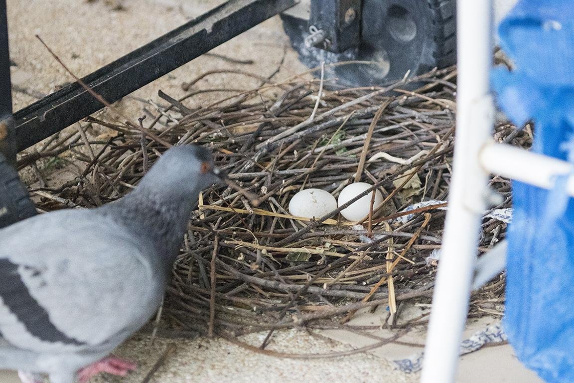 Feral Pigeon Bangkok