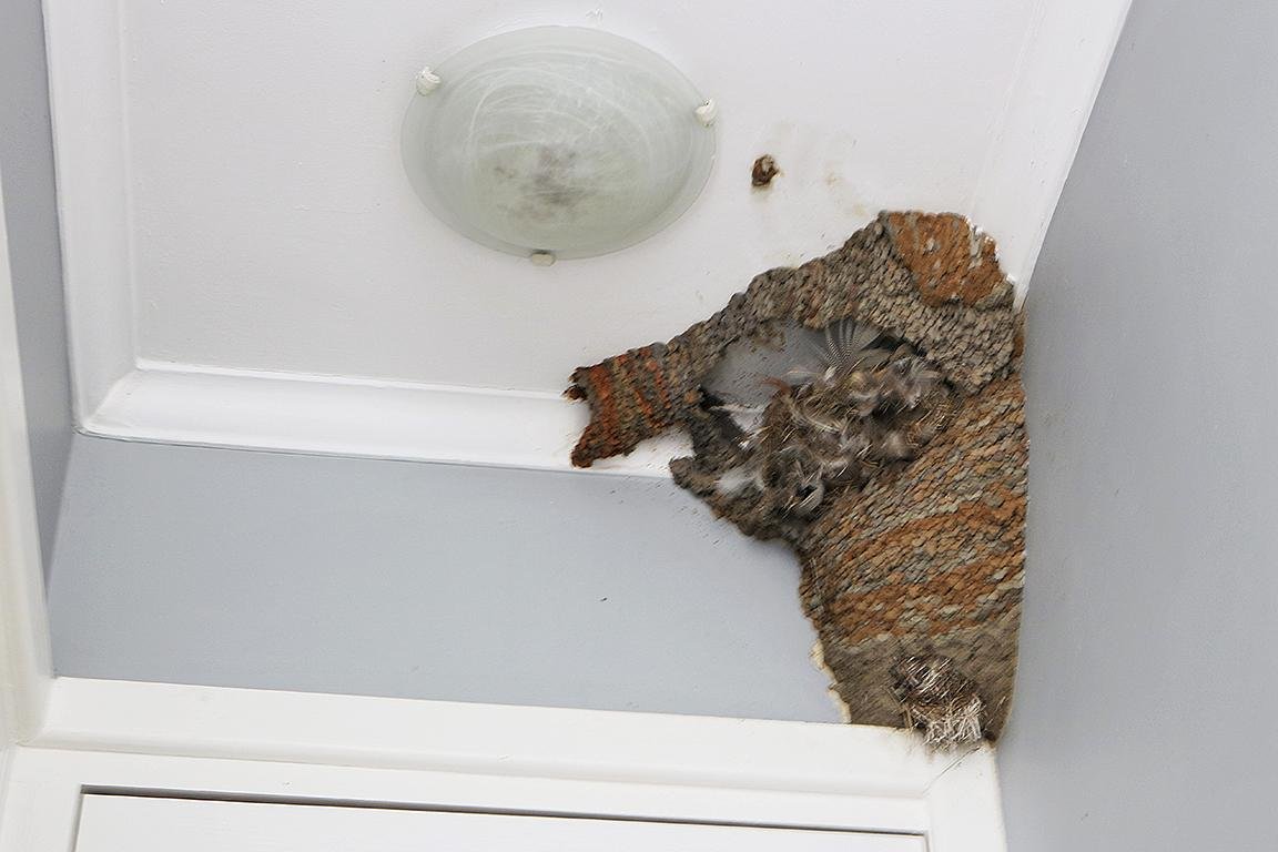 Greater Striped Swallow?  Thesen Island South Africa