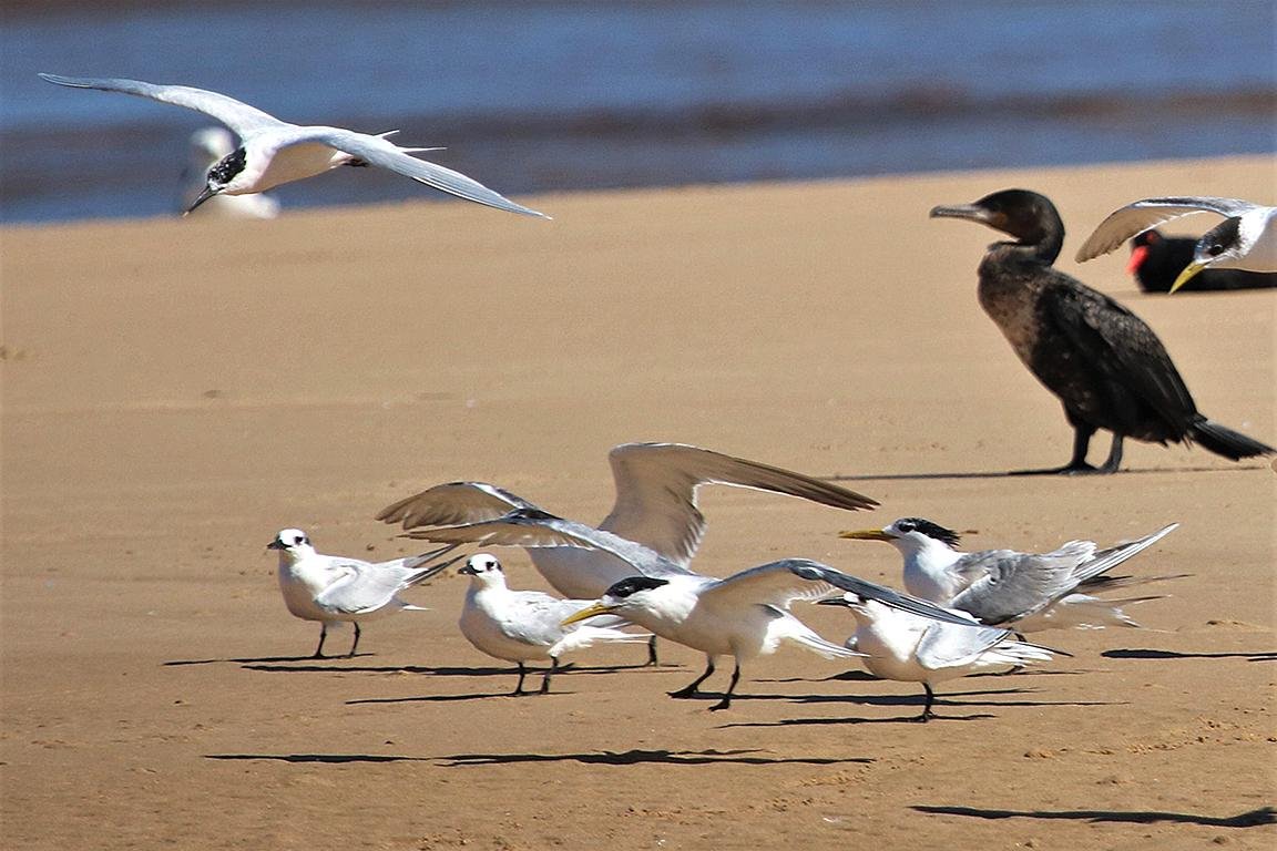 Sandwich Tern Goukamma River Estuary South Africa