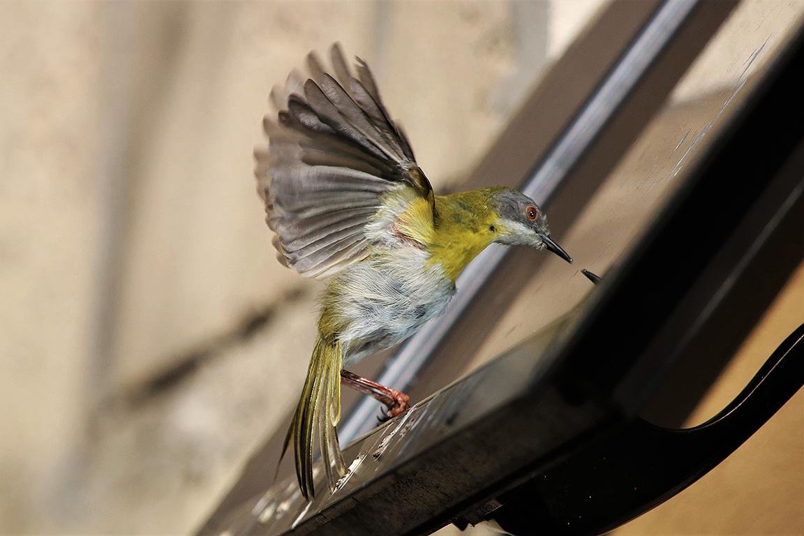Yellow-breasted Apalis Incaha Island Mozambique
